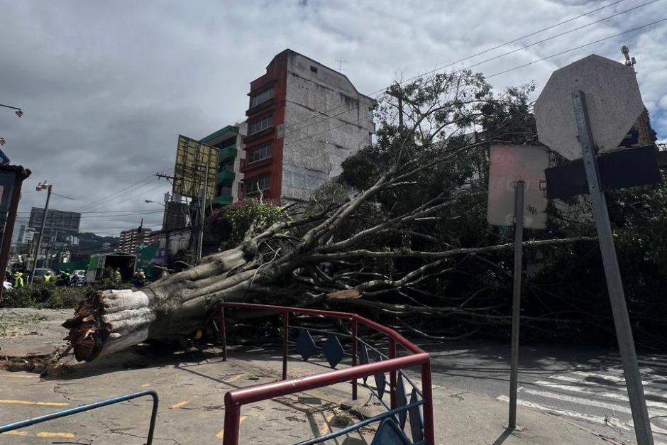 Varios árboles colapsaron este martes tras intensos vientos registrados en el territorio nacional. (Foto: Conred)