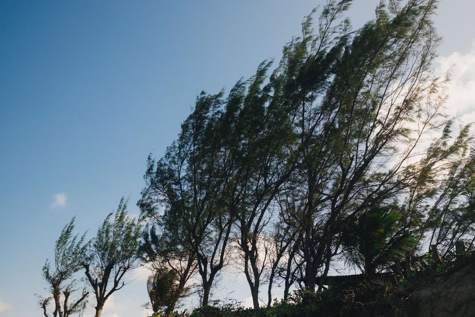 Los fuertes vientos de este martes han hecho que árboles se desplomen en distintas zonas del país. (Foto: Shutterstock)