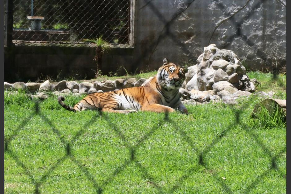 Luna y Altense son residentes emblemáticos del zoológico.&nbsp;&nbsp;(Foto: Oswaldo Cop/Colaborador)