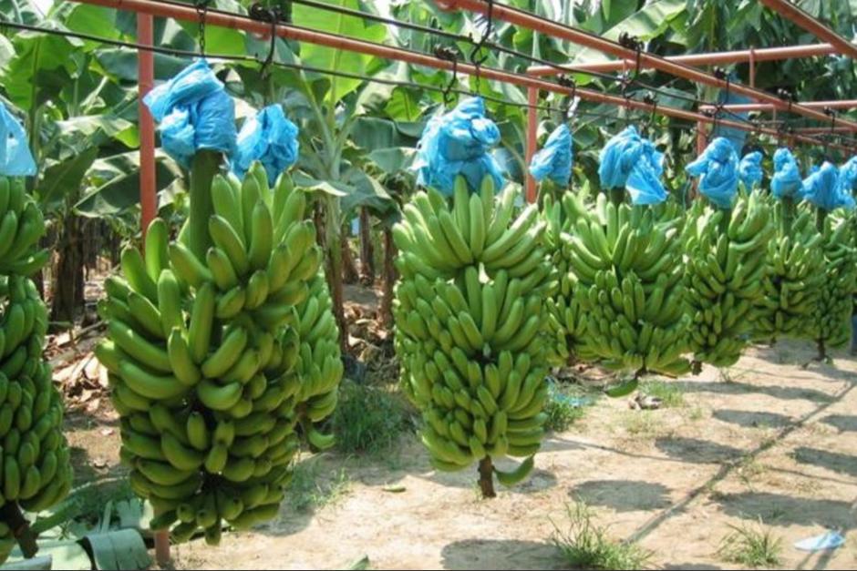 Al menos 66 productos agrícolas guatemaltecos, entre ellos los bananos, podrán ingresar a Estados Unidos con arancel cero. (Foto: Archivo / Soy502)