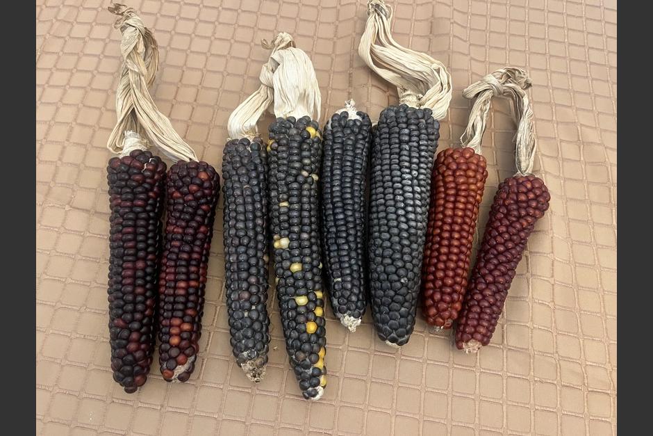 Ejemplares de maÃ­z nativo guatemalteco exhibidos durante el lanzamiento, sÃ­mbolo de la riqueza genÃ©tica del paÃ­s.&nbsp;(Foto: Sandra SebastÃ­Ã¡n/Colaboradora)