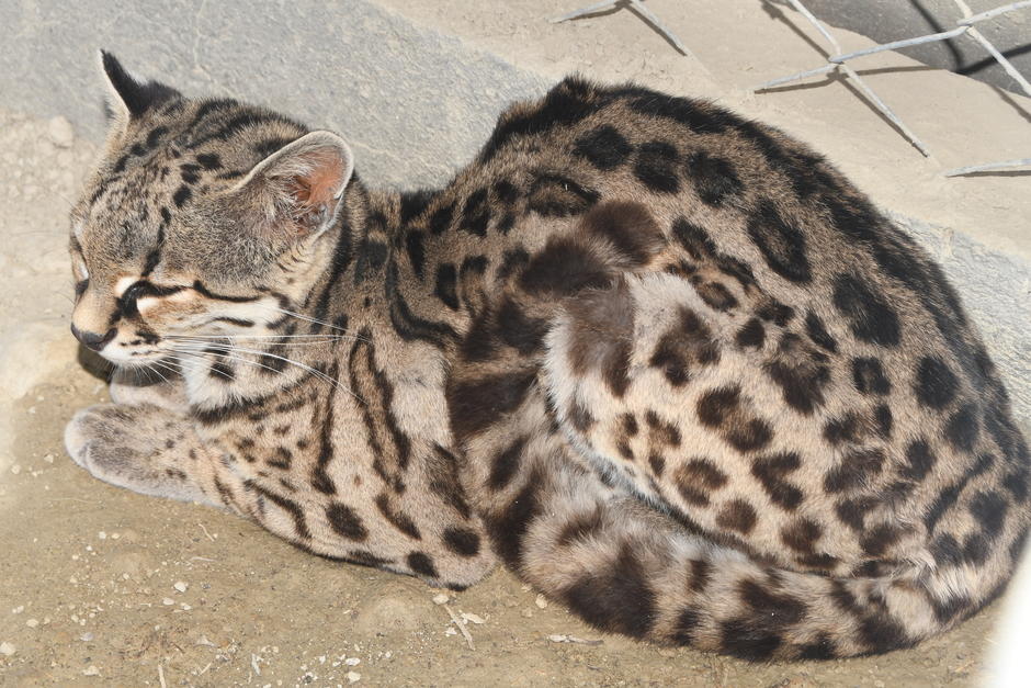 El tigrillo​ o leopardo tigre es una especie de mamífero carnívoro.&nbsp;(Foto: Juan Carlos Aquino/Colaboradora)