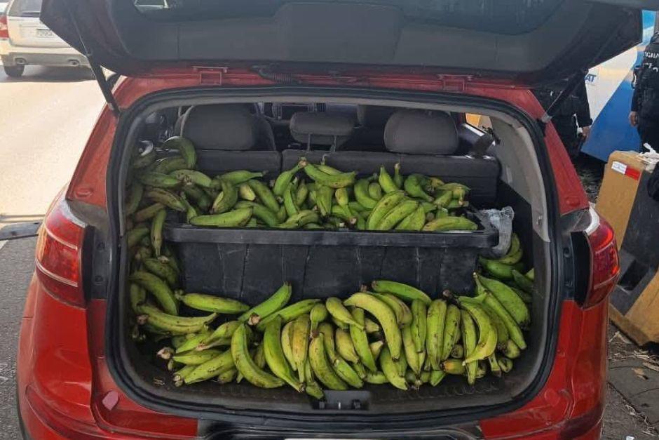 El baúl del vehículo aparentaba ser un cargamento de plátano. (Foto: PNC)