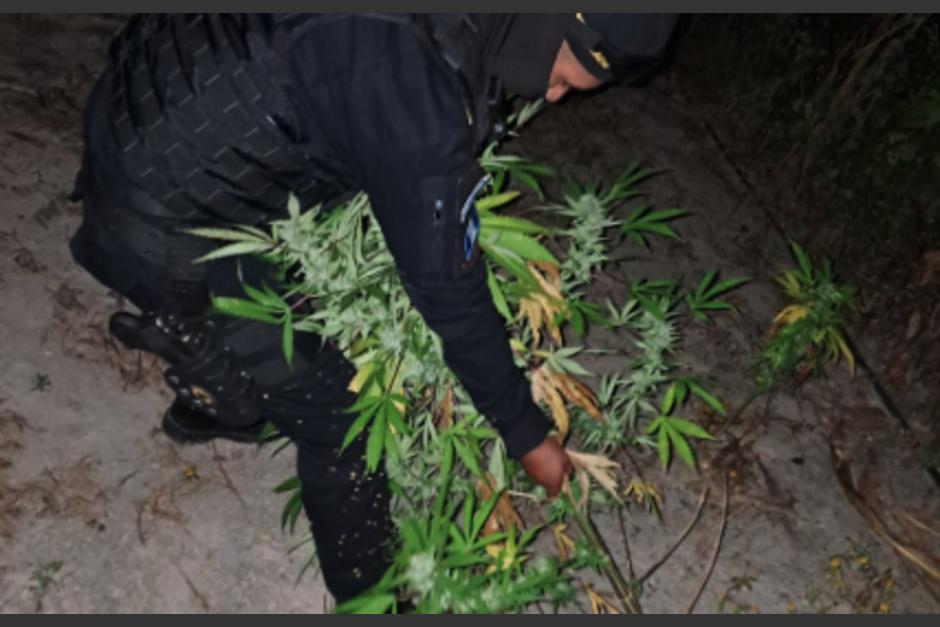 Más de 5 mil matas de marihuana fueron erradicadas. (Foto: PNC)