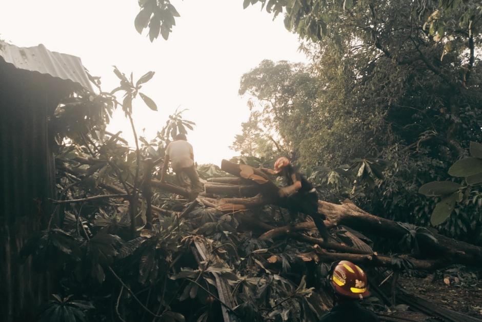 La casa quedó destruida debido al peso del árbol de unos 50 años de antigüedad. (Foto: Julio Vásquez/Nuestro Diario)