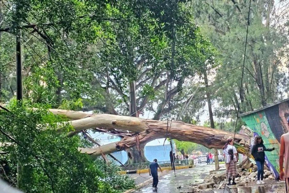 El árbol dejó daños en la escuela ubicada en la zona 7 capitalina. (Foto: vecinos Kaminal Juyú)
