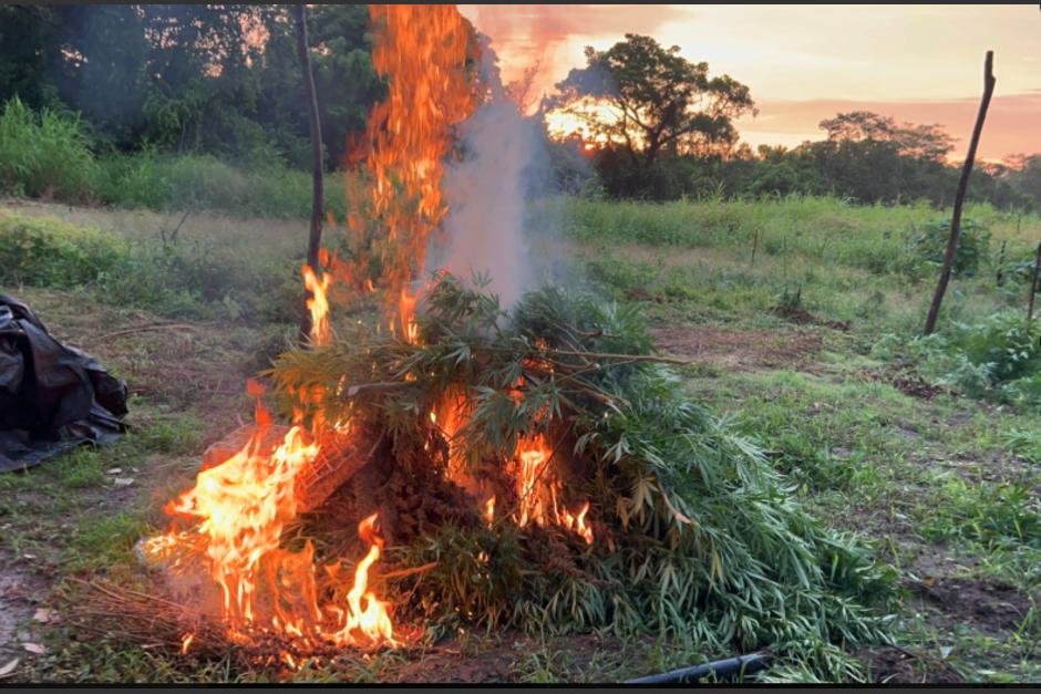 La siembra fue descubierta en una zona montañosa de Las Cruces. (Foto: PNC)