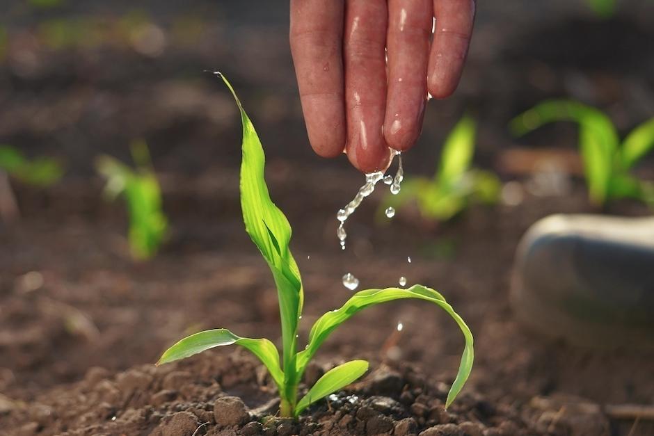 El maíz es la base de la dieta de la mayoría de los guatemaltecos y se emplea para las tortilla (Foto: Archivo)
