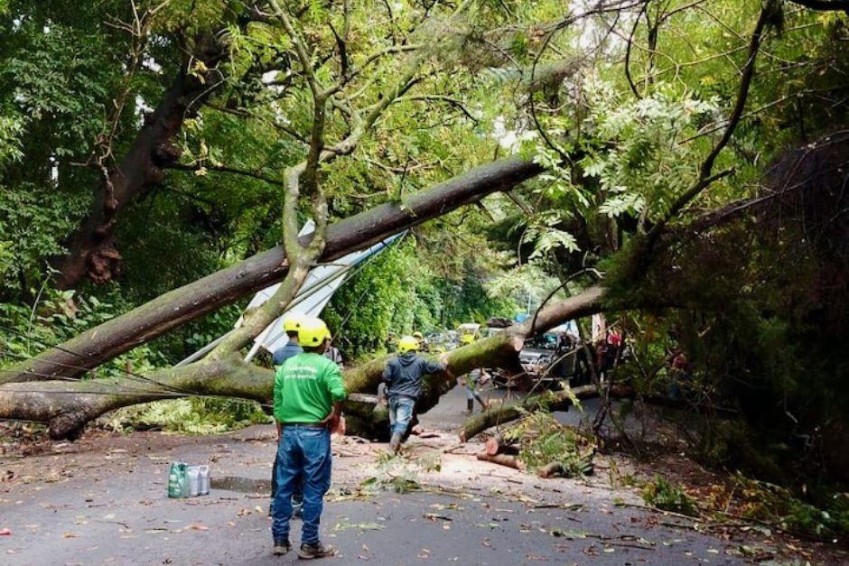 Tras la caída de árbol, parte del tendido eléctrico quedó dañado. (Foto: alcade Yener Plaza)