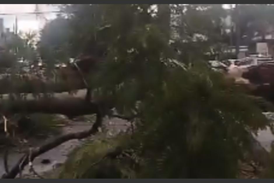 El árbol obstaculiza el paso hacia Majadas. (Foto: captura de video)