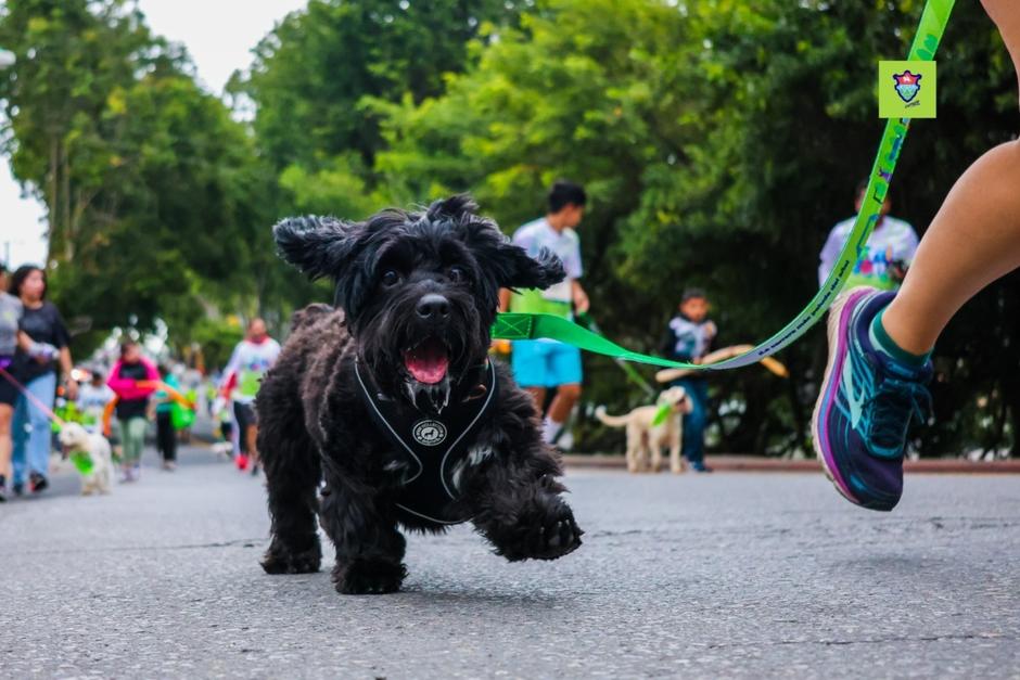 Mascotas y sus dueños saldrán a participar en la carrera. (Foto: Cortesía Municipalidad de Guatemala)