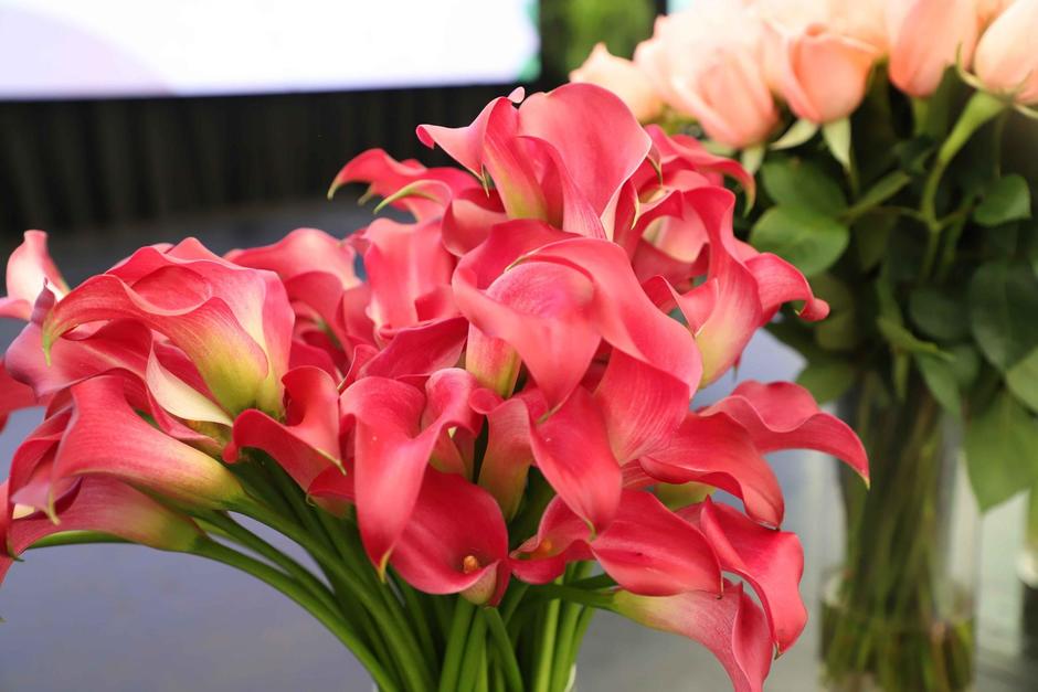 Agexport busca abrir oportunidades de negocio para el sector de las plantas ornomentales. (Foto: Agexport / Soy502)