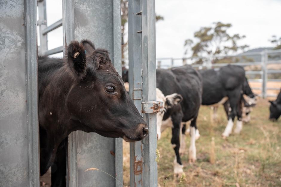 Las autoridades preparan un plan para atender a los animales en situación de emergencia. (Foto: Archivo / Soy502)