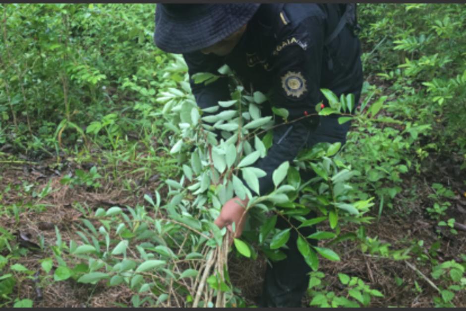 Más de 20 mil arbustos de cocaína fueron erradicados. (Foto: PNC)