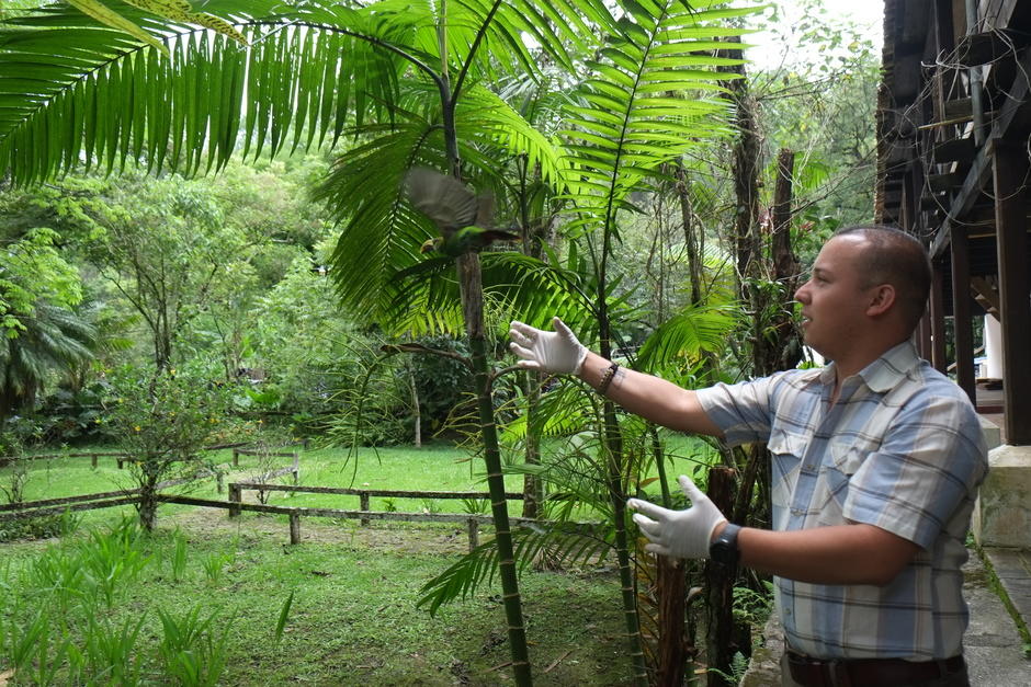 La tucaneta esmeralda suele avistarse con frecuencia en el parque. (Foto: Archivo)