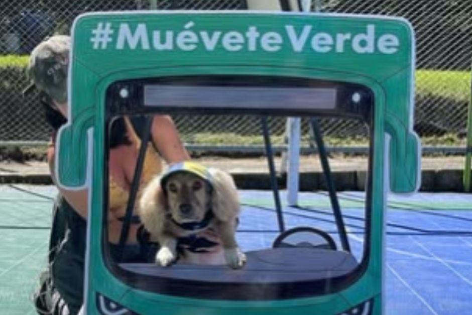 ¡Puedes llevar a los peluditos de la casa! (Foto:&nbsp;Global Shapers)