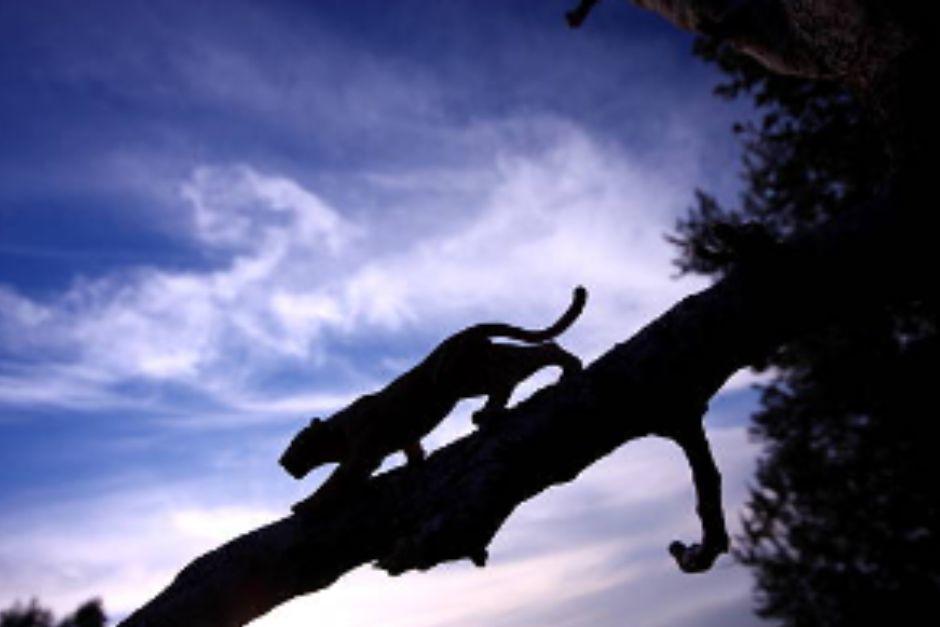 Se presume que puede rondar en el área boscosa de la zona. (Foto ilustrativa: Pixabay)