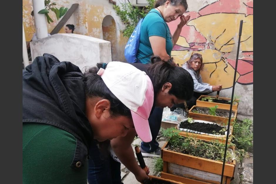Los huertos en casa ocupan poco espacio y son fáciles de construir.&nbsp;(Foto: cortesía Municipalidad de Guatemala)