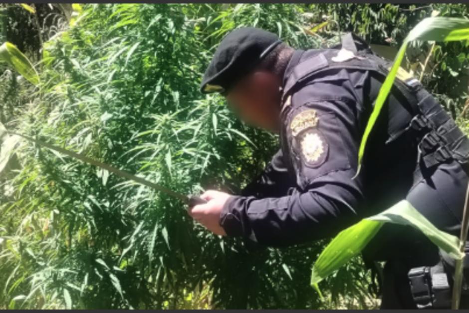 Autoridades lograron el decomiso de una siembra ilícita que ha batido récord. (Foto: PNC)