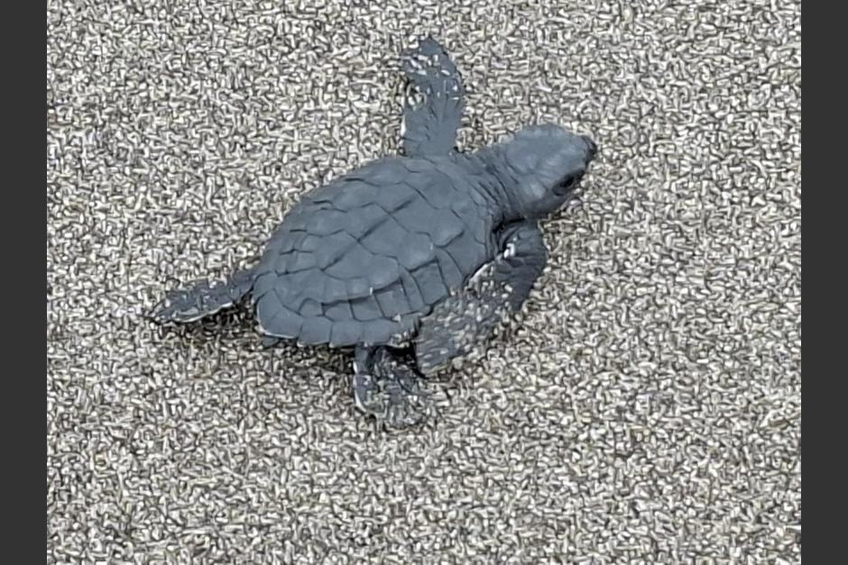 En el Tortugario de aldea La Blanca se llevan a cabo estas liberaciones regularmente.&nbsp;(Foto: Catalina Jarquín/Colaboradora)