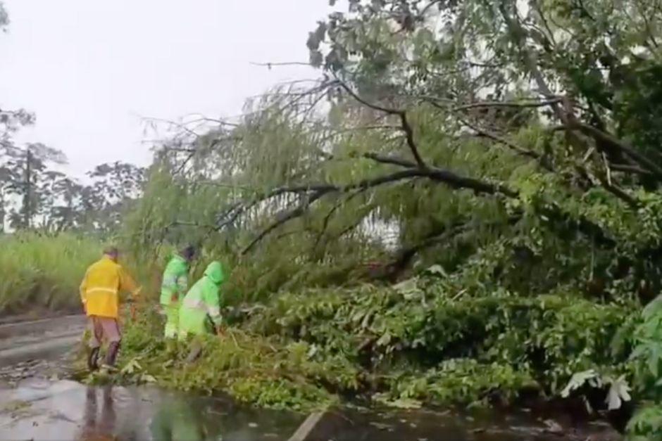 Árbol caído obstruye uno de los carriles con dirección al occidente, en Escuintla. (Foto: captura de video de Provial)