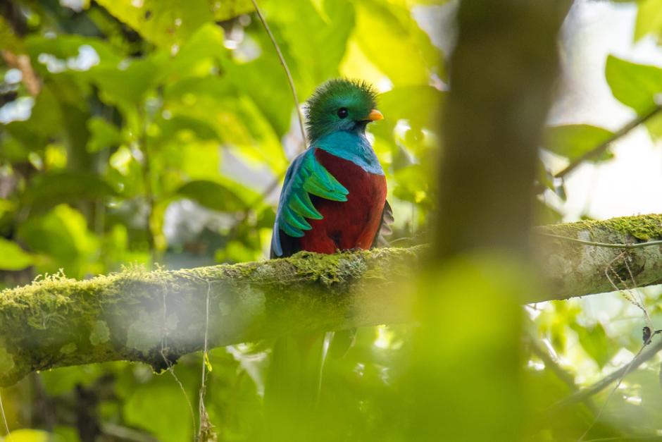 Conap&nbsp;exhorta a visitar de manera responsable las áreas protegidas y denunciar el tráfico ilegal de especies. (Foto: Conap)&nbsp;