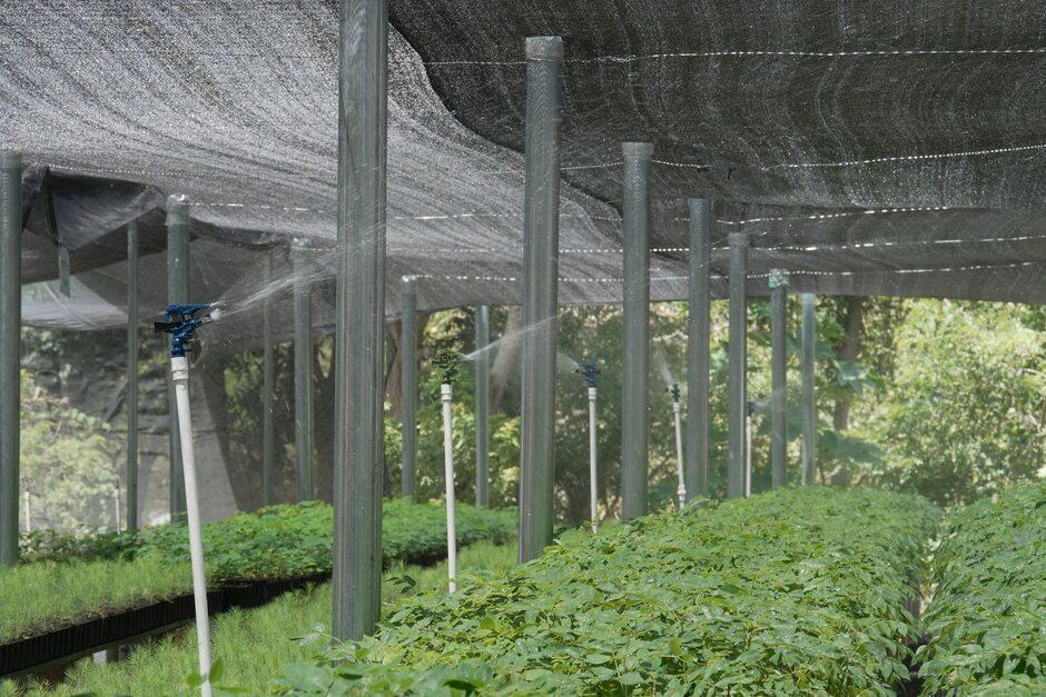 El vivero alberga diversas especies de árboles que sembrarán en diversas partes del municipio. (Foto: Francisco Portillo/Colaborador)
