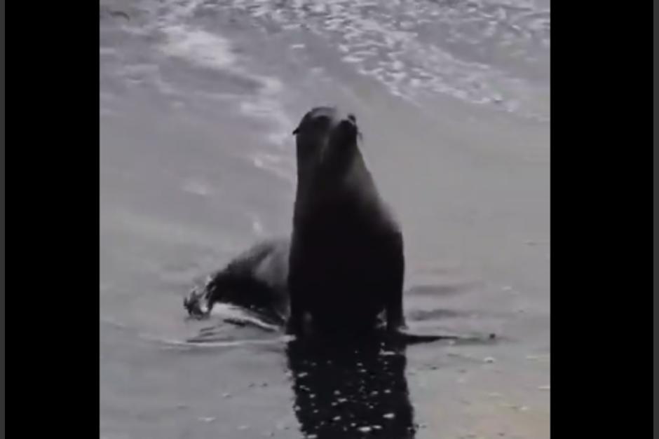 Una foca sorprendió en la playa de Ocós. (Foto: captura de video)