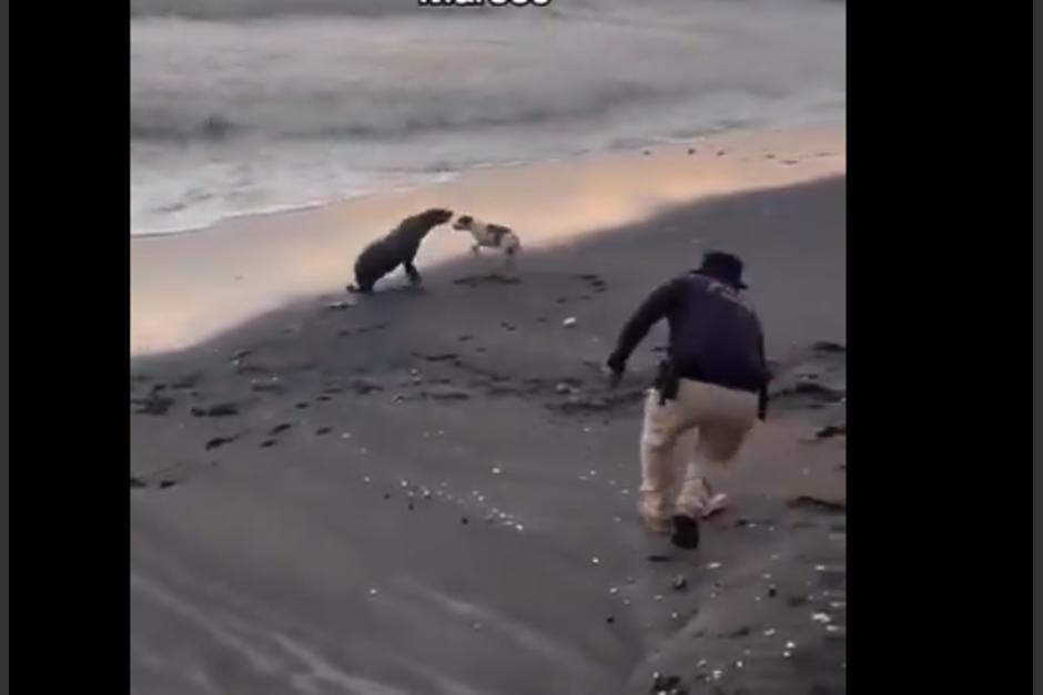 La foca fue "atacada" por un perro. (Foto: captura de video)