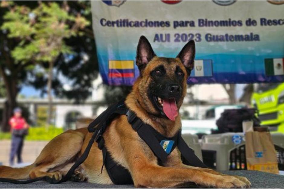 Drako pertenece a la Unidad Canina de Rescate de ASONBOMD. (Foto: ASONBOMD)