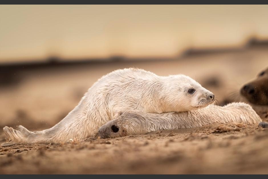 Muchos suelen proteger a sus crías ya fallecidas (Foto: Shutterstock)