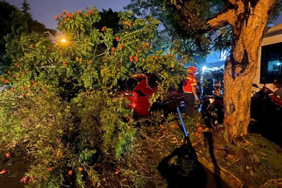 El árbol de grandes dimensiones dejó daños materiales en el vehículo. (Foto: Bomberos Municipales)