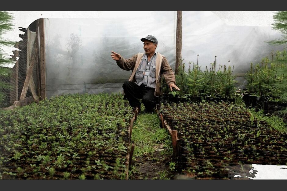 En las plantaciones se han creado viveros de la especie.&nbsp;(Foto: José Gómez/Colaborador)