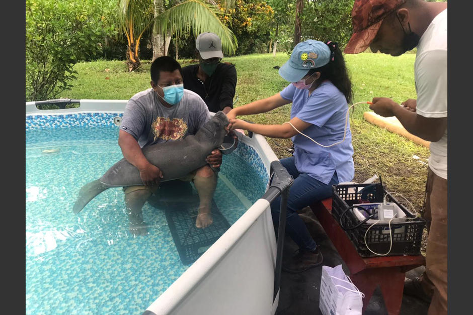En julio de 2021 se reportó el rescate de una cría de manatí en Lívingston.&nbsp;(Foto: CONAP)