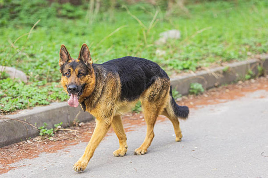 El perro luego de provocar el accidente de tránsito, resultó ileso. (Foto ilustrativa: istock)