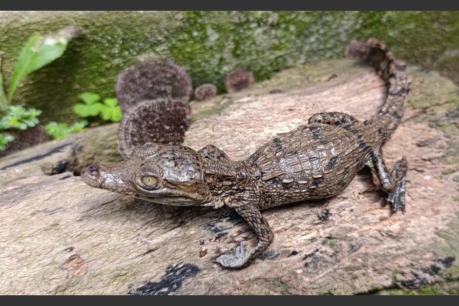 La cría de cocodrilo fue rescatada. (Foto: referencia)