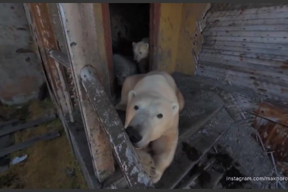 La manada disfrutó y jugo dentro y fuera de la estación. (Foto: captura de video)