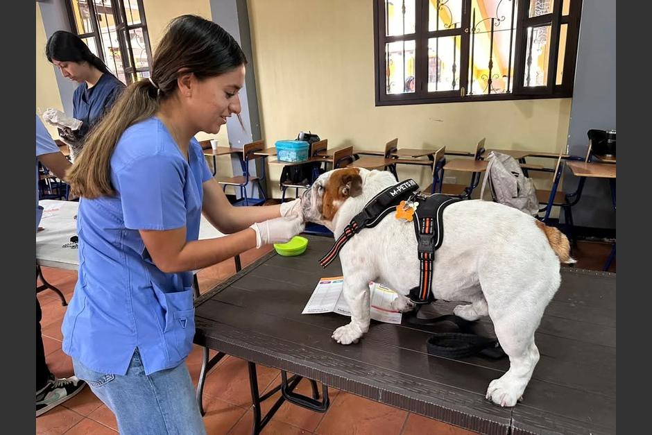 Perros y gatos recibirán la dosis contra la rabia totalmente gratis.&nbsp;(Foto: archivo)
