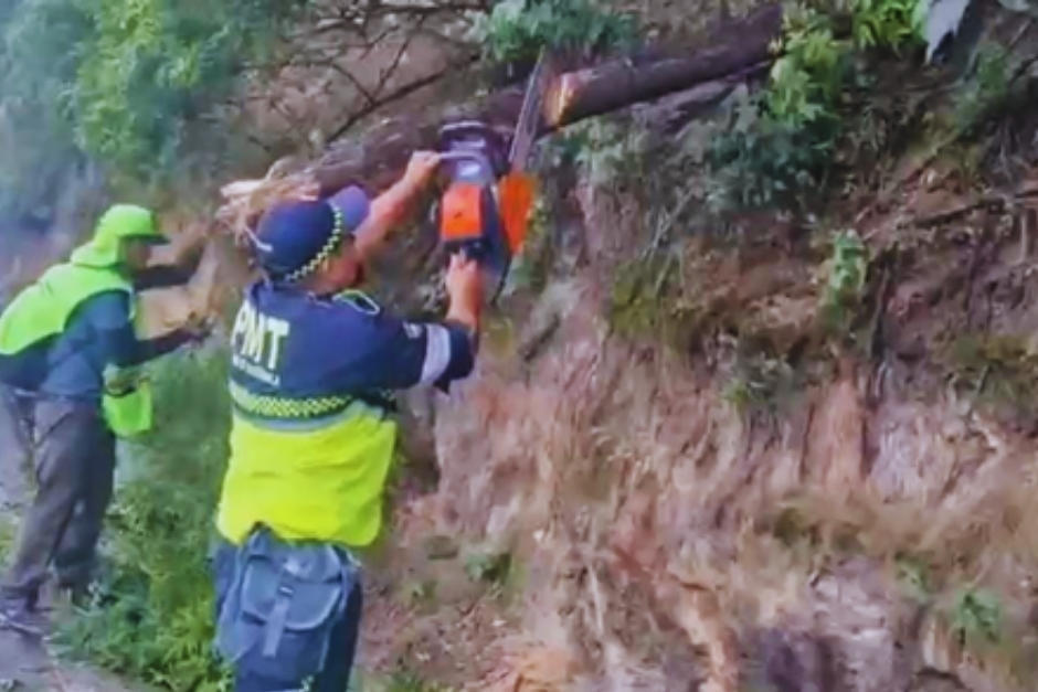 Agentes PMT trabajan con el retiro de árbol que interrumpe el tránsito. (Foto: PMT)