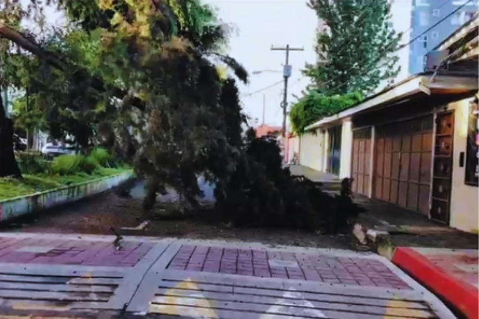 Una rama de gran tamaño afecta temporalmente los servicios de telefonía. (Foto: PMT)