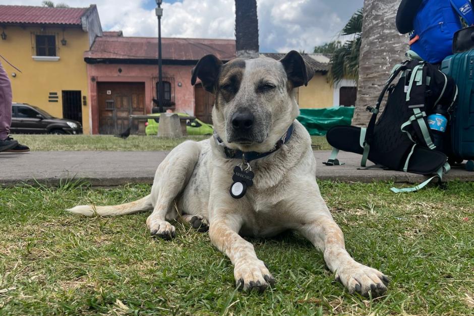 El reconocido perrito "Manchas" ha sido resguardado tras las intensas lluvias del pasado martes. (Foto: Fredy Hern&aacute;ndez/Soy502)