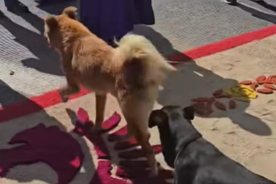 Entre risas y miradas de ternura, las personas que elaboraban la alfombra y dem&aacute;s espectadores fueron testigos cuando los perros protagonizaron el momento. (Foto: Redes Sociales)