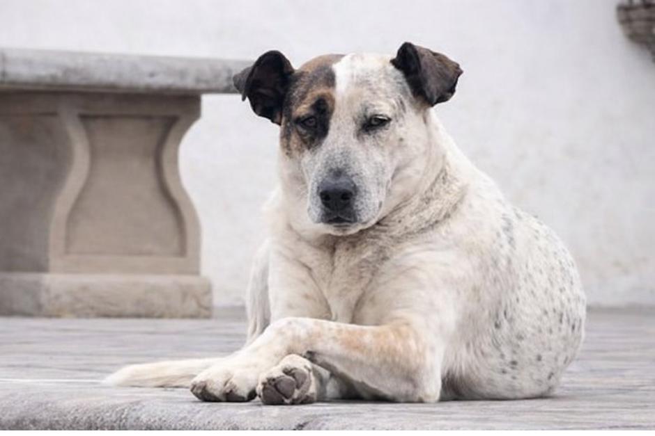 Manchas recibe atenci&oacute;n veterinaria tras presentar quebrantos de salud esta Semana Santa. (Foto: Redes Sociales)