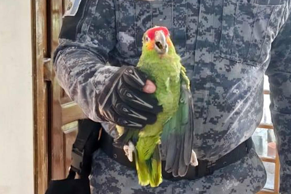 Rescate loro silvestre mixcoUn ejemplar fue rescatado de una zona urbana. (Foto: Policia Municipal Forestal y de Medio Ambiente Mixco)