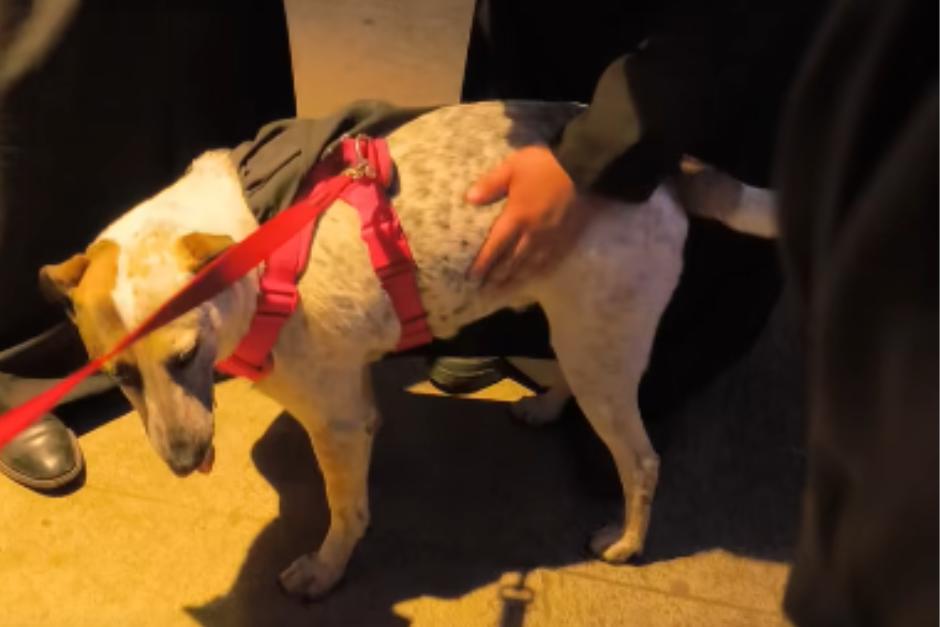 Manchas viendo las procesiones en Antigua Guatemala el Viernes Santo.&nbsp;(Foto: Captura de video)