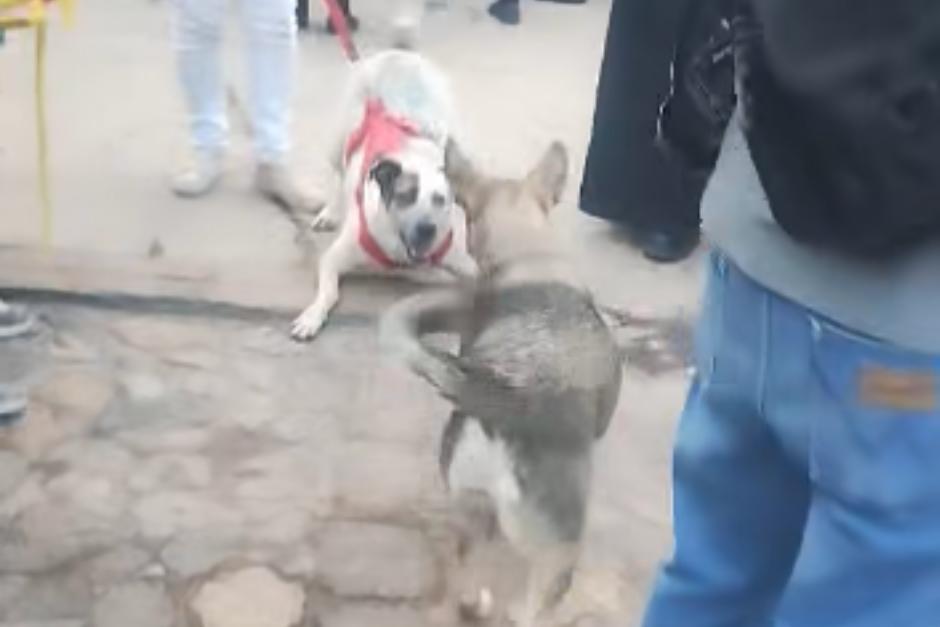 Manchas y Estrella se reunieron tras varios d&iacute;as sin verse. (Foto: Captura de video)
