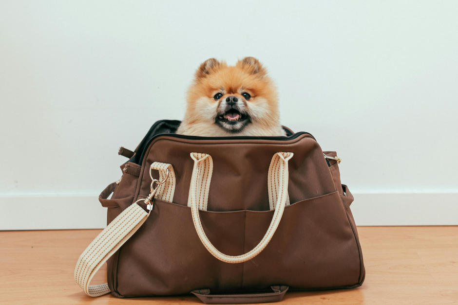 Esta forma puede evitar estr&eacute;s de tus mascotas. (Foto: Pexels)