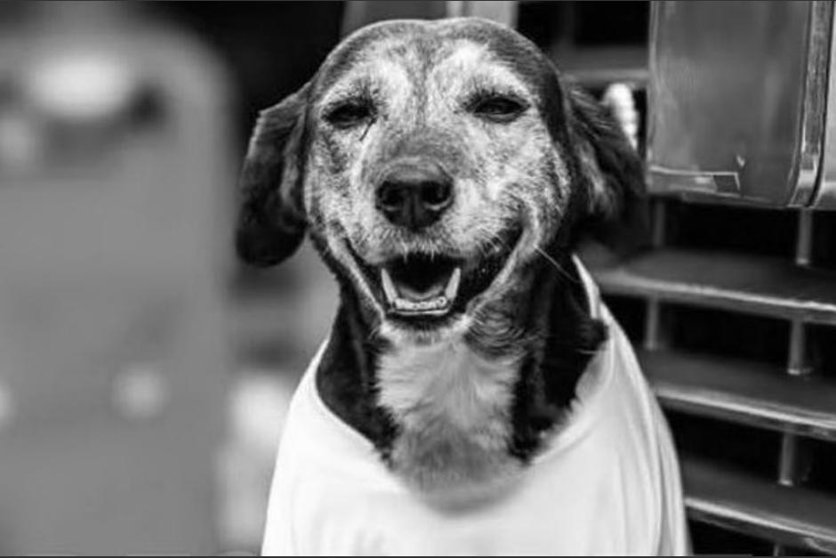 La perrita llevaba 15 a&ntilde;os siendo parte del equipo. (Foto: Cuerpo de Bomberos)