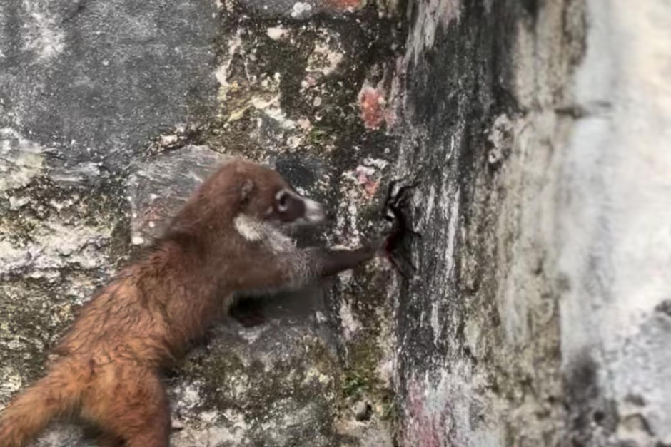 Pizote fue captado cazando su almuerzo en pleno Parque Nacional. (Foto: Daniel's Tours)