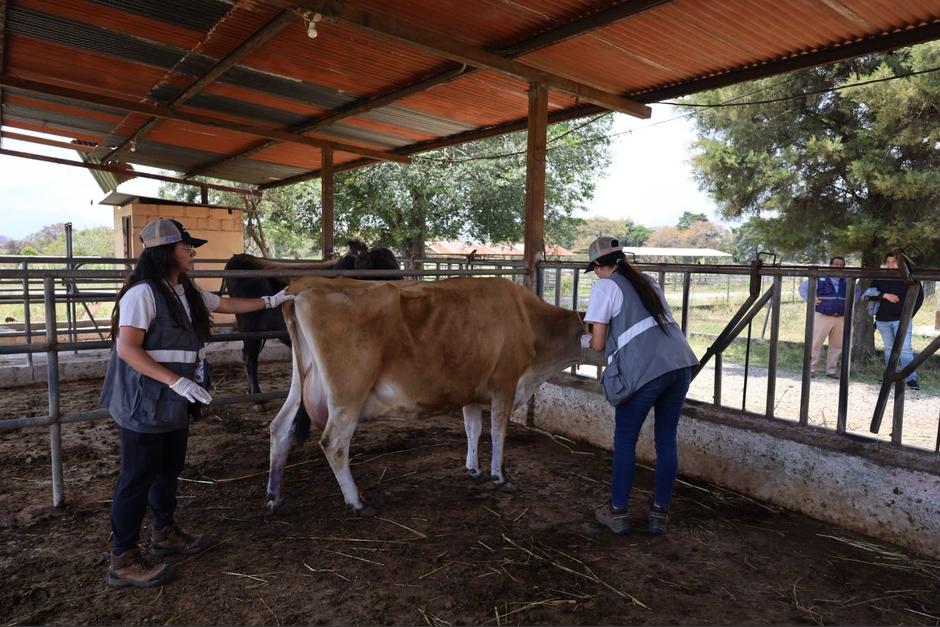 Personal especializado verific&oacute; la salud de los animales en el Hospital Veterinario de la USAC. (Foto: MAGA)